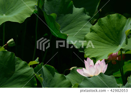 蓮花 蓮花 42982053