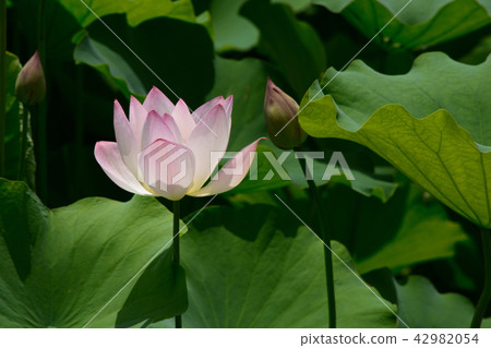 蓮花 蓮花 42982054