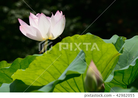 蓮花 蓮花 42982055