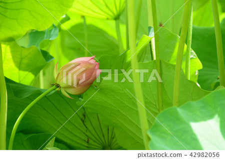 蓮花 蓮花 42982056