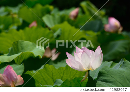 蓮花 蓮花 42982057