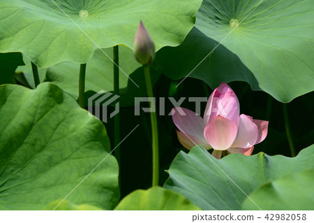 蓮花 蓮花 42982058