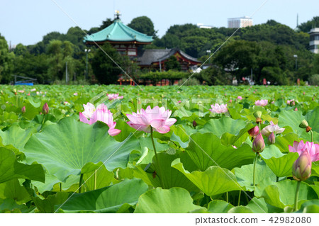 Shinobazu池塘和Shinobazu Bento蓮花 Shinobazu池塘和Shinobazu Bento蓮花 42982080