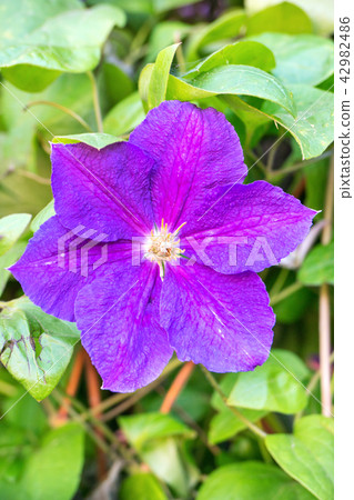 Flower clematis closeup Flower clematis closeup 42982486