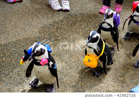 Penguin entrance ceremony 42982516