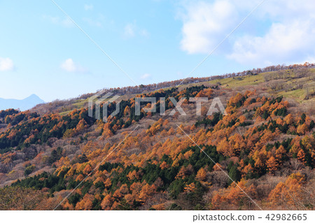 栃木縣鹿沼市秋葉（11月） 42982665