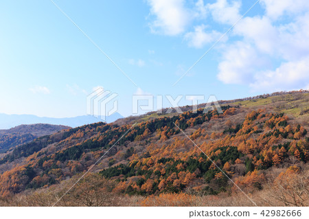 栃木縣鹿沼市秋葉(11月) 栃木縣鹿沼市秋葉(11月) 42982666