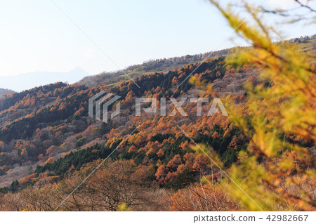 栃木縣鹿沼市秋葉(11月) 栃木縣鹿沼市秋葉(11月) 42982667