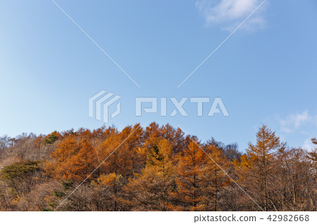 栃木縣鹿沼市秋葉（11月） 42982668