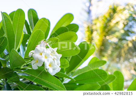 雞蛋花 雞蛋花 42982815