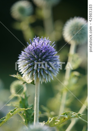 Ruri Tamasu (Ruritama Azami) 42983183