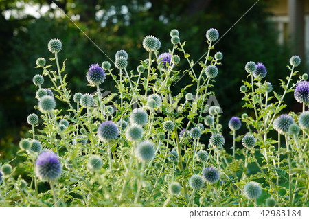 Ruri Tamasu（Ruritama Azami） 42983184