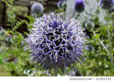 Ruri Tamasu (Ruritama Azami) Ruri Tamasu (Ruritama Azami) 42983187