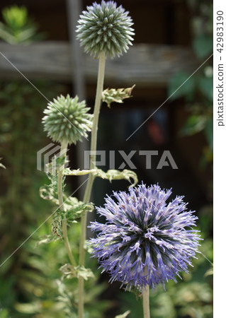 Ruri Tamasu (Ruritama Azami) Ruri Tamasu (Ruritama Azami) 42983190