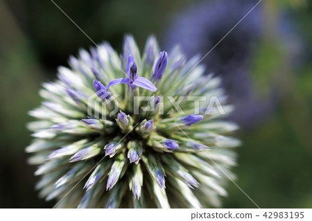 Ruri Tamasu（Ruritama Azami） 42983195