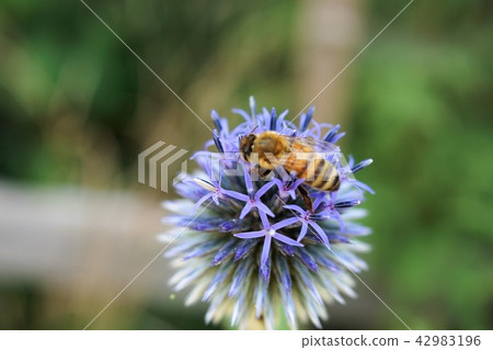 Ruri Tamasu (Ruritama Azami) Ruri Tamasu (Ruritama Azami) 42983196