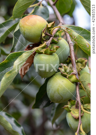 柿子的藍色水果 柿子的藍色水果 42983513