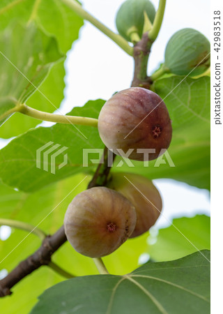 無花果樹的果實 無花果樹的果實 42983518