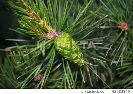A new pine cone on the branch 42983549