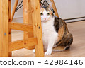 Cat with tabby fur sitting beside wooden chair 42984146