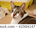 Cat with tabby fur and turn his head back 42984147