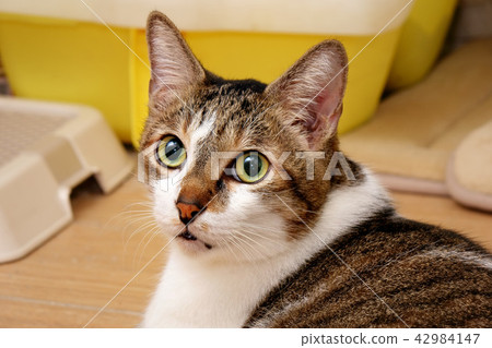 Cat with tabby fur and turn his head back 42984147