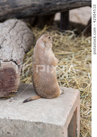 very cute black tailed prairie dog 42984518