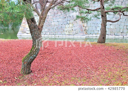 Autumn leaves of Kyoto Nijo castle Autumn leaves of Kyoto Nijo castle 42985770