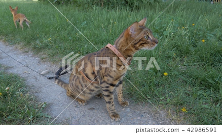 Bengal cat walks in the grass. He shows different emotions. 42986591