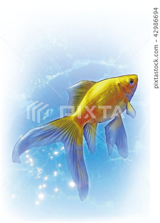 Yellow sale comet goldfish