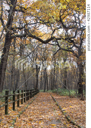 秋天的公園 秋天的公園 42987114
