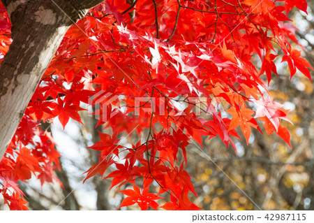 轉紅的Momiji 42987115