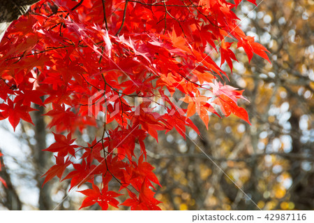 轉紅的Momiji 轉紅的Momiji 42987116