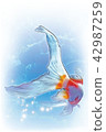 Goldfish (nishiki) tail 42987259