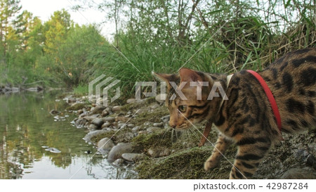One cat bengal walks on the green grass. Bengal kitty learns to walk along the forest. Asian leopard 42987284