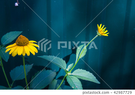Echinacea paradoxa or coneflower medicinal herb Echinacea paradoxa or coneflower medicinal herb 42987729