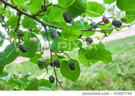 Mulberries on a tree branch in a garden 42987748
