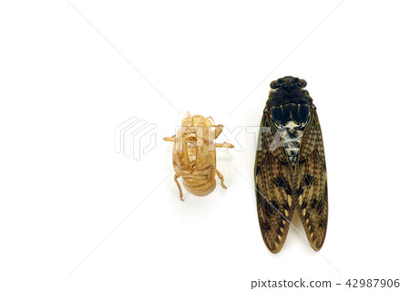 Abelazzi和廢料 Abelazzi和廢料 42987906