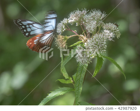 高山高原的Asagi Madara 高山高原的Asagi Madara 42987920