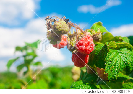 Raspberry on a branch in a garden 42988109
