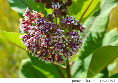 Common milkweed or butterfly flower close up 42988191