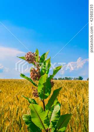 Common milkweed or butterfly flower close up 42988193