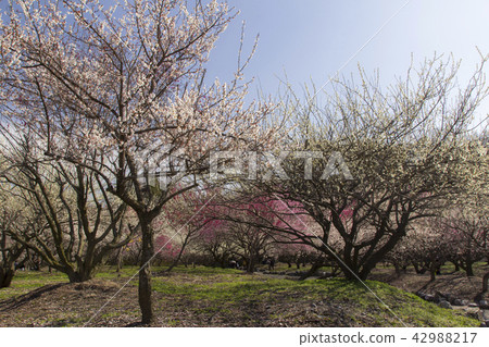 Inabe City Bairin Park / Inabe city三重縣的梅花 Inabe City Bairin Park / Inabe city三重縣的梅花 42988217