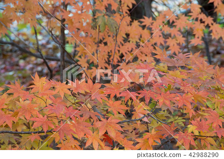 Momiji葉子開始變色 42988290