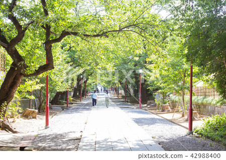 Nakayama Shinko 42988400