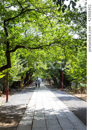 Nakayama Shinko Nakayama Shinko 42988401