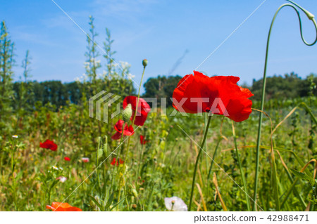 Blooming Red Poppy flower close up, colorful plant Blooming Red Poppy flower close up, colorful plant 42988471
