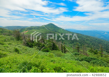Sea of trees near Hachimantai peak and Mokko dake Hachimantai city, Iwate prefecture 42988652