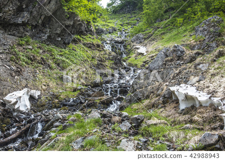 Clear current of Senjogatake-dake in the midsummer where residual snow remains (Southern Alps water) 42988943