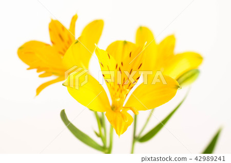 Yellow Alstroemeria on white background Yellow Alstroemeria on white background 42989241
